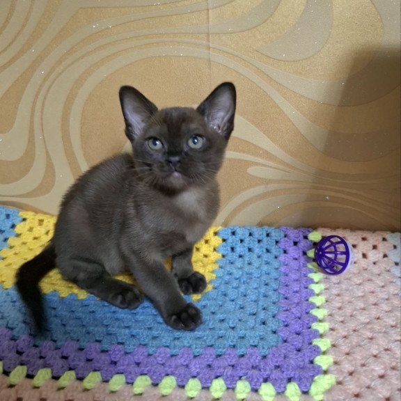 Burmese NOV Hardi
