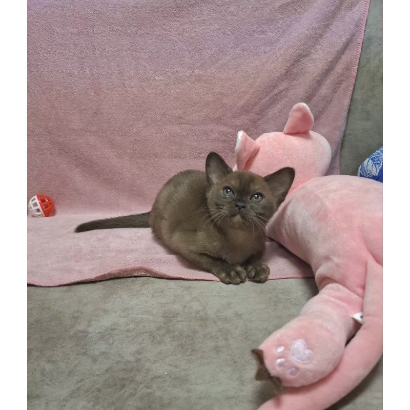Burmese NOV Hanna