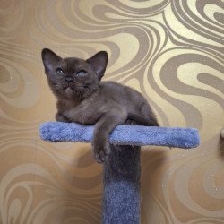 Burmese NOV Hanna