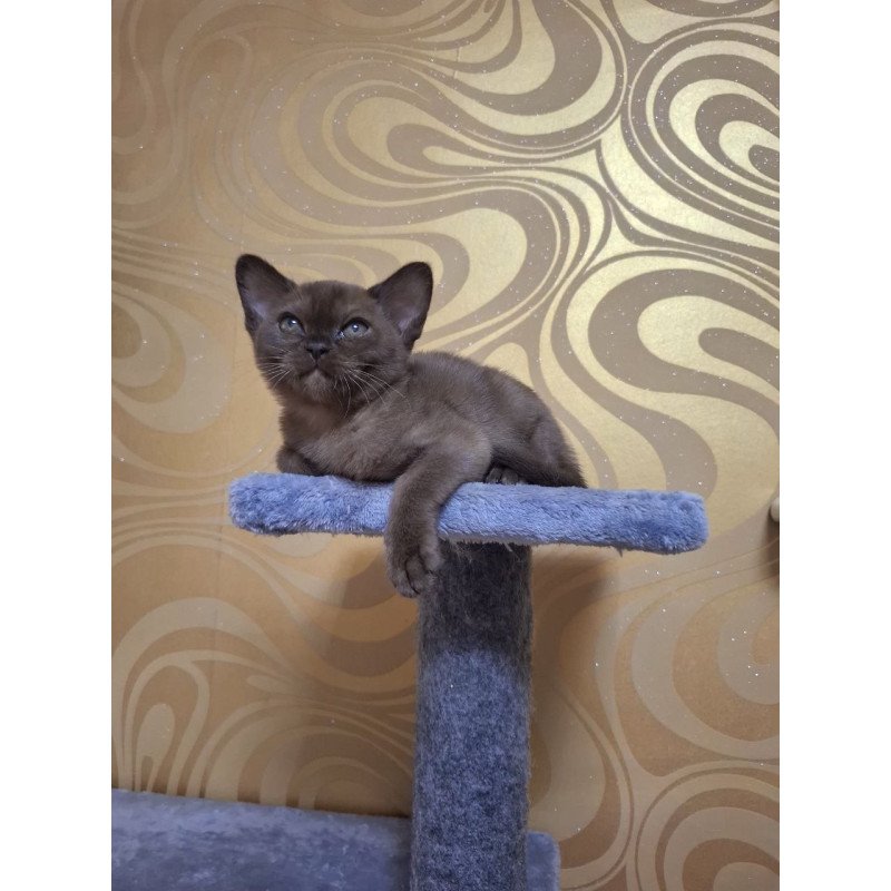 Burmese NOV Hanna