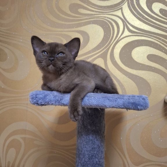 Burmese NOV Hanna