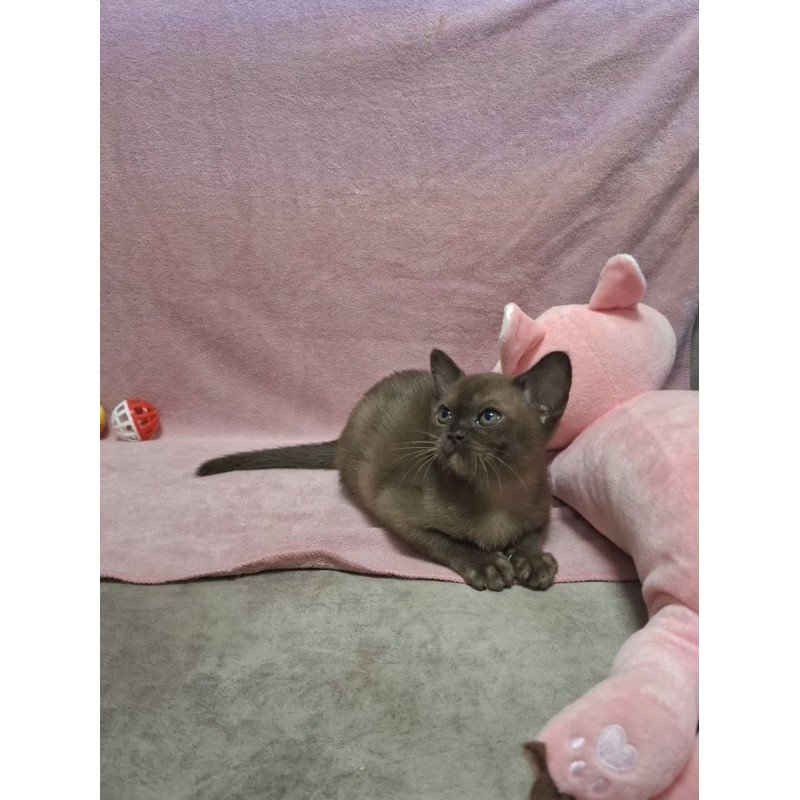 Burmese NOV Hanna