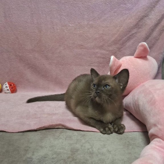Burmese NOV Hanna