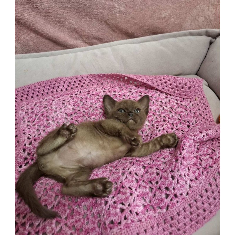 Burmese NOV Hanna