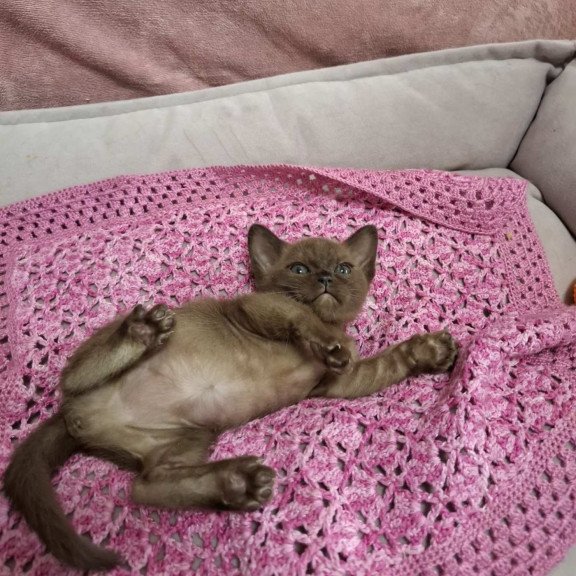 Burmese NOV Hanna