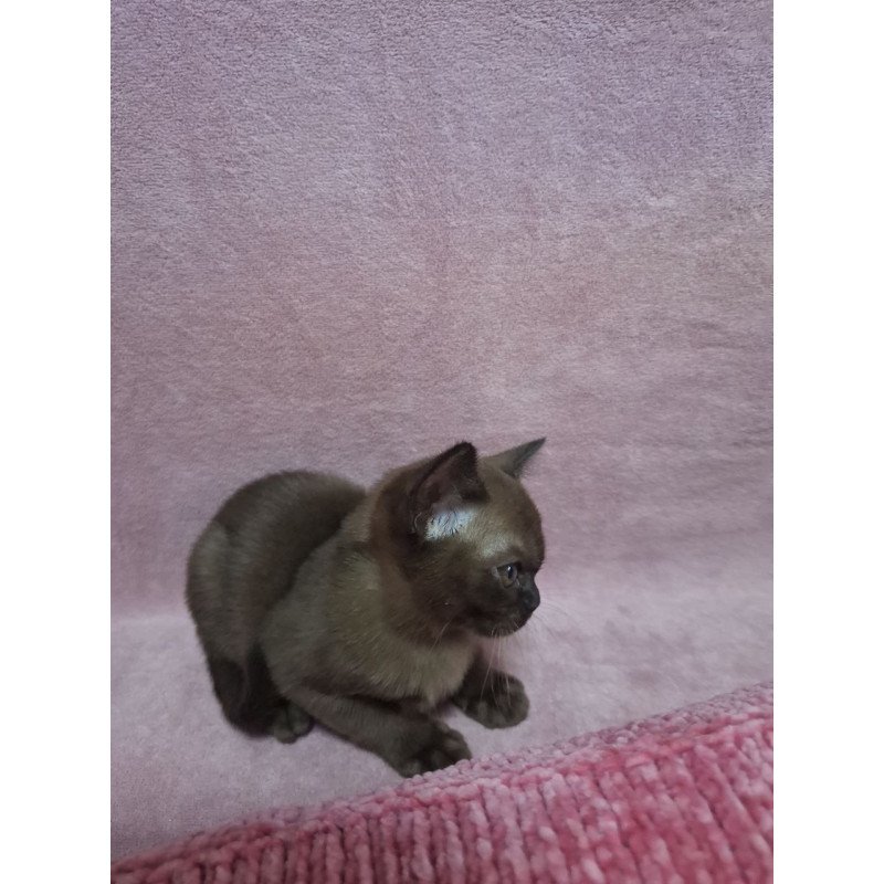 Burmese NOV Hanna