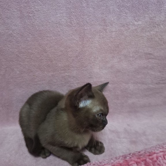 Burmese NOV Hanna