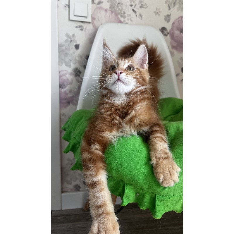Maine Coon NOV Saimon