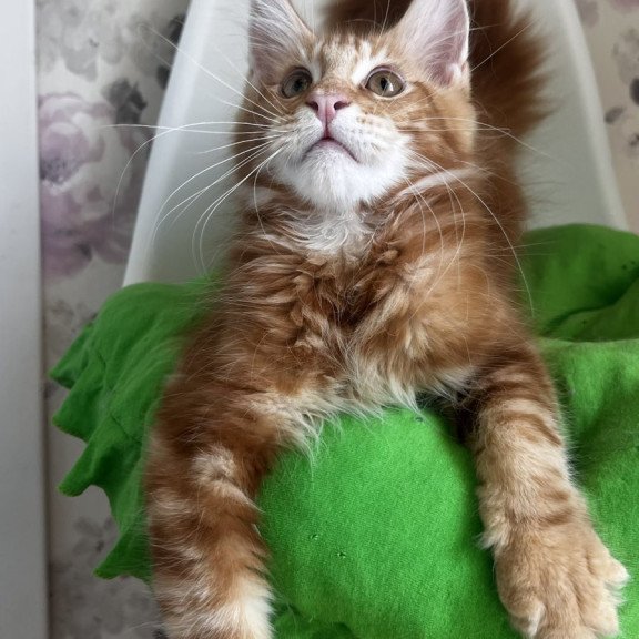 Maine Coon NOV Saimon