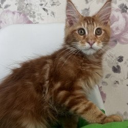 Maine Coon NOV Saimon