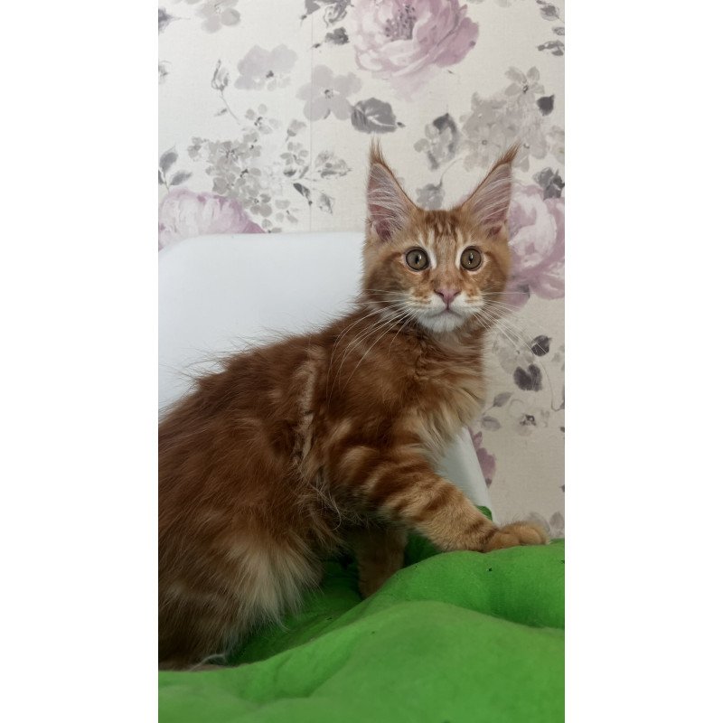 Maine Coon NOV Saimon