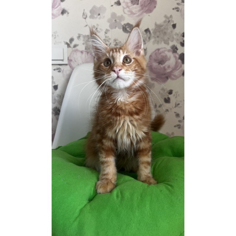 Maine Coon NOV Saimon