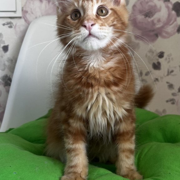 Maine Coon NOV Saimon