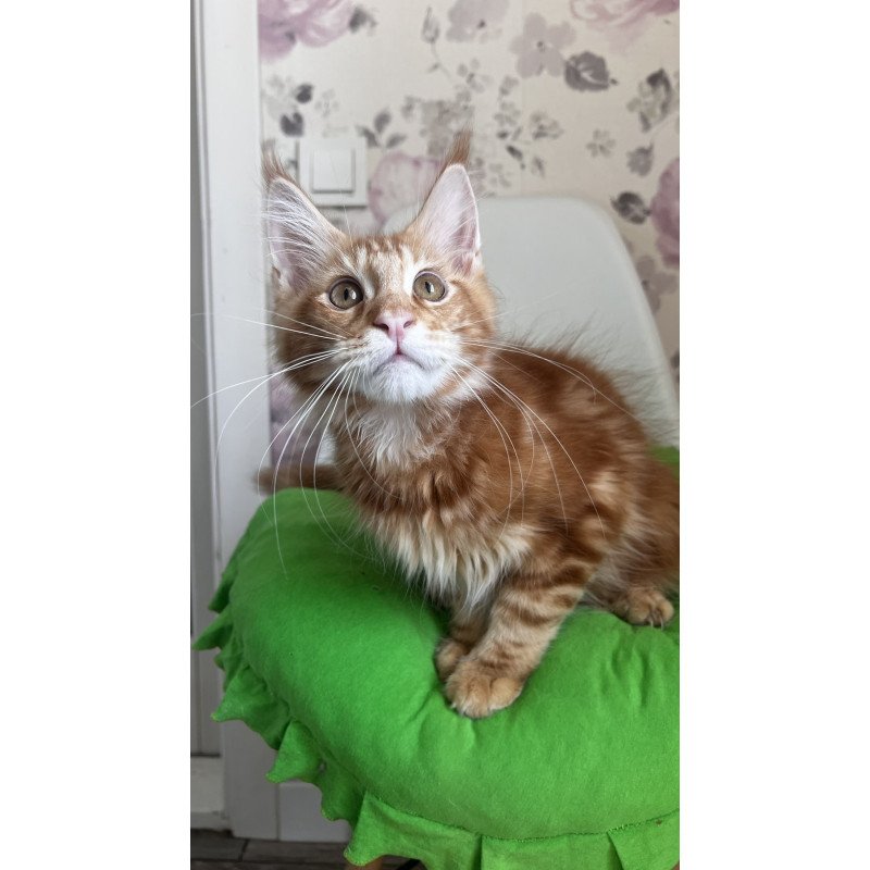 Maine Coon NOV Saimon