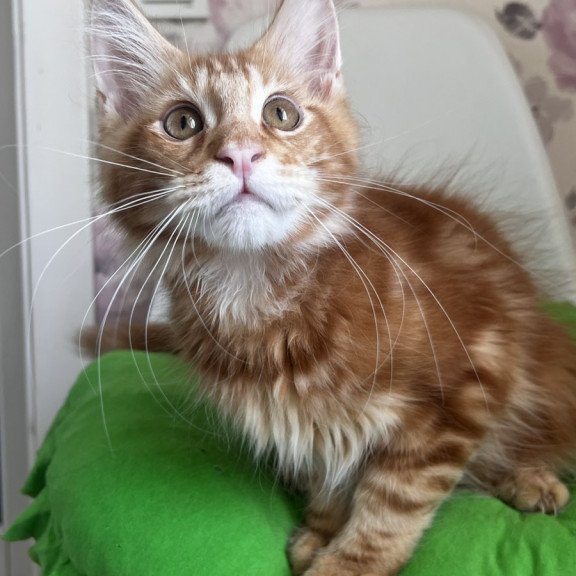 Maine Coon NOV Saimon