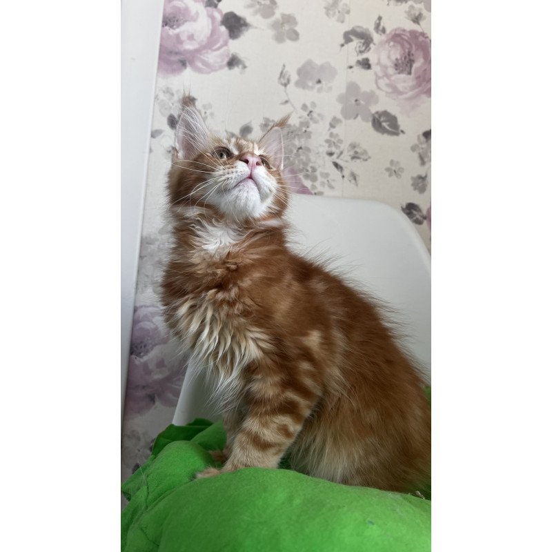 Maine Coon NOV Saimon