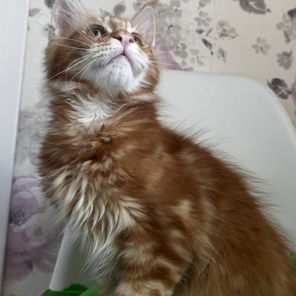Maine Coon NOV Saimon