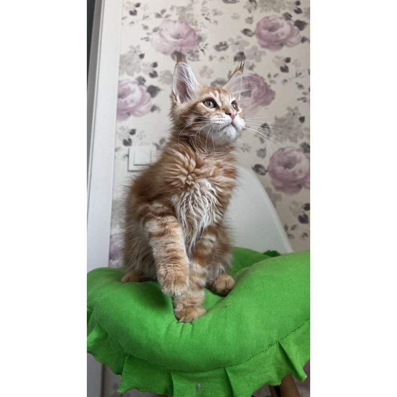 Maine Coon NOV Simba