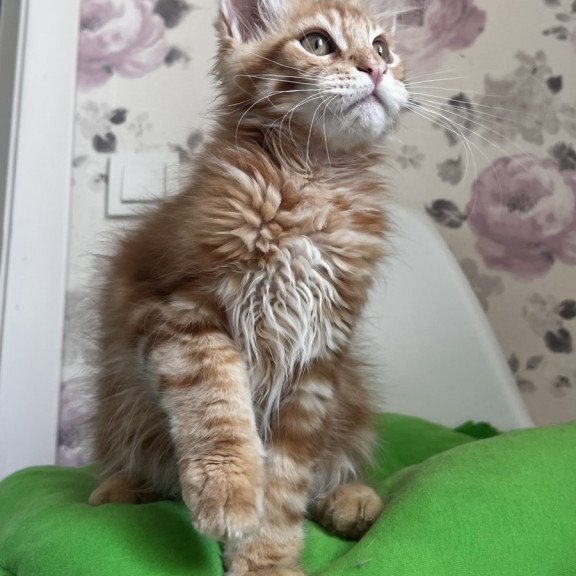 Maine Coon NOV Simba