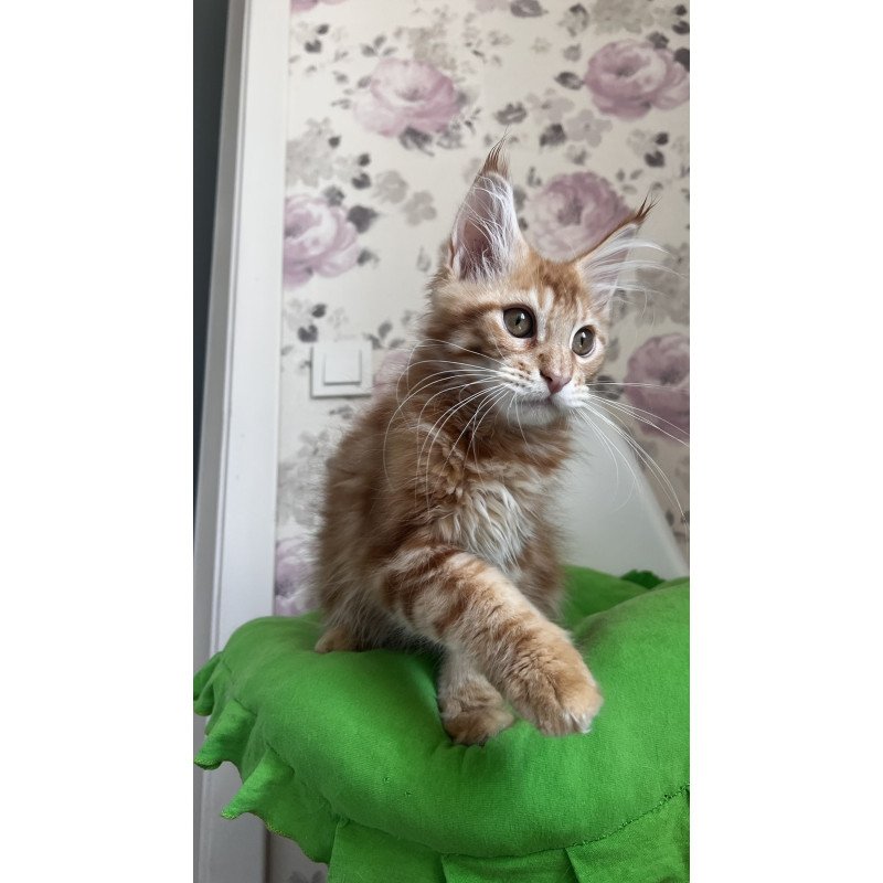 Maine Coon NOV Simba