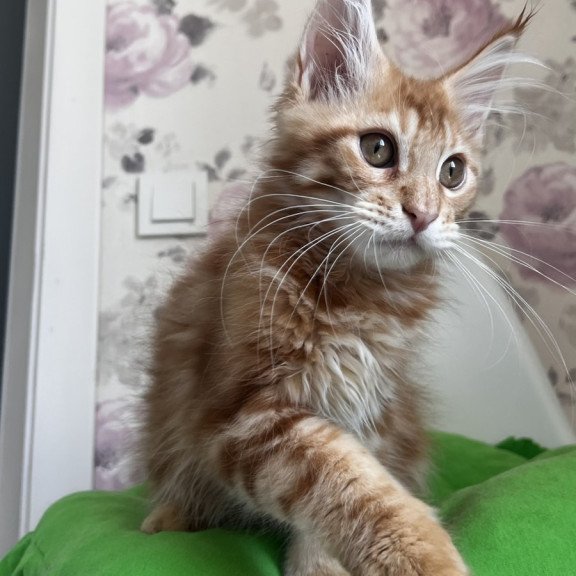 Maine Coon NOV Simba