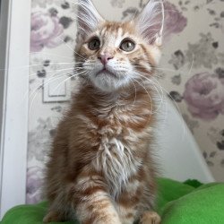 Maine Coon NOV Simba