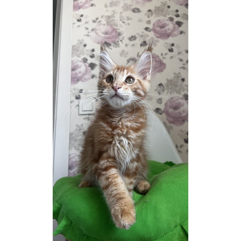 Maine Coon NOV Simba