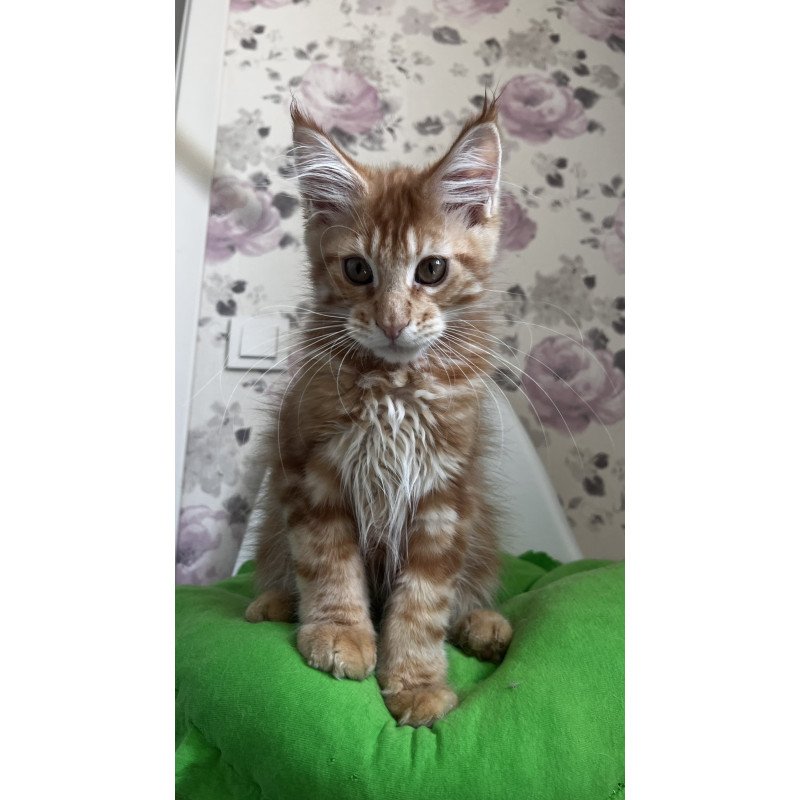 Maine Coon NOV Simba