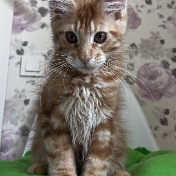 Maine Coon NOV Simba