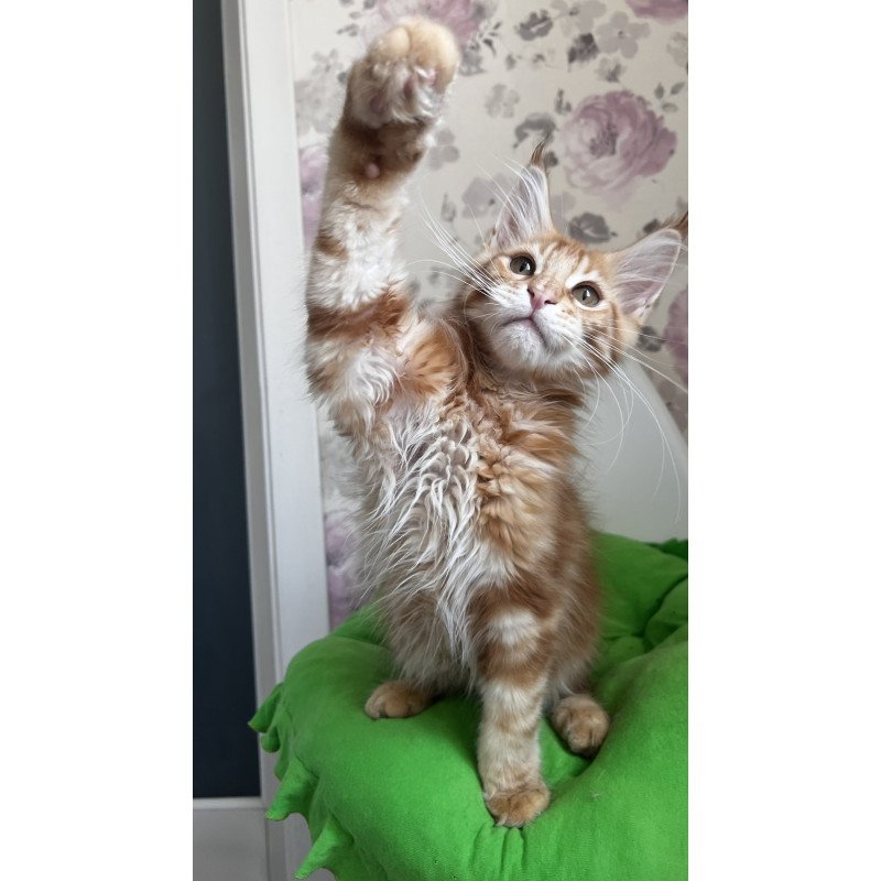 Maine Coon NOV Simba