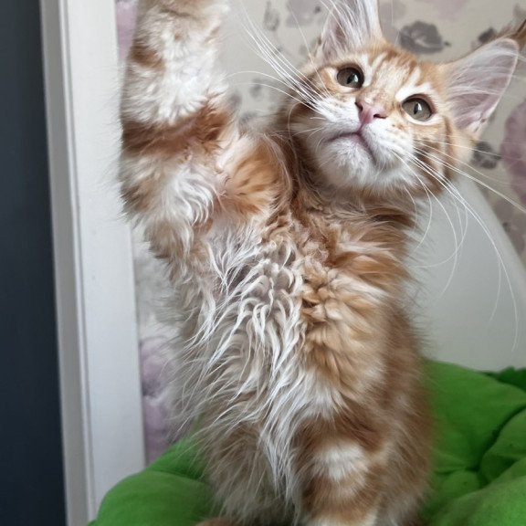 Maine Coon NOV Simba