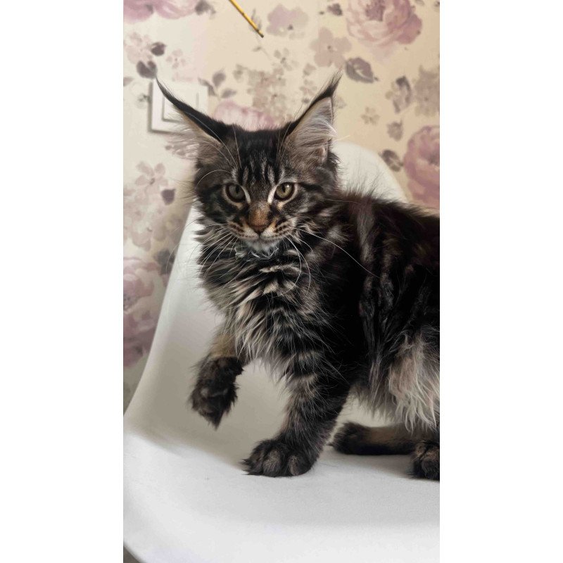 Maine Coon NOV Sebastian