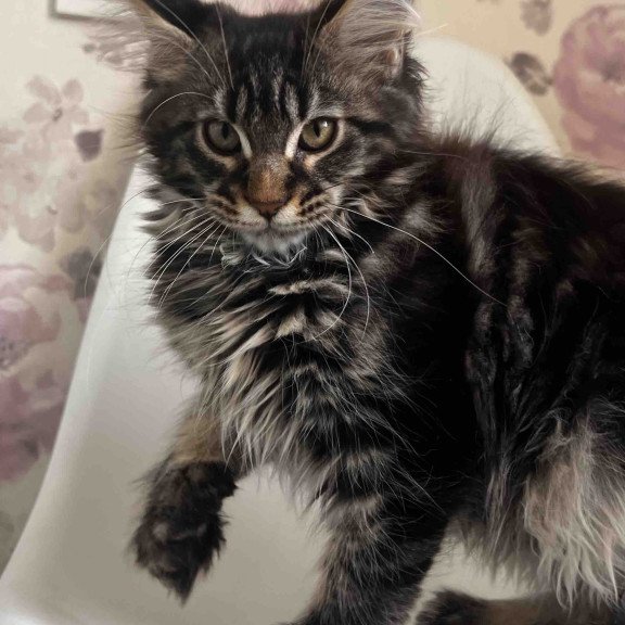 Maine Coon NOV Sebastian