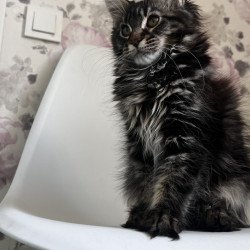 Maine Coon NOV Sebastian