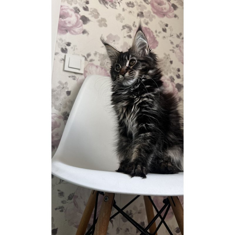 Maine Coon NOV Sebastian