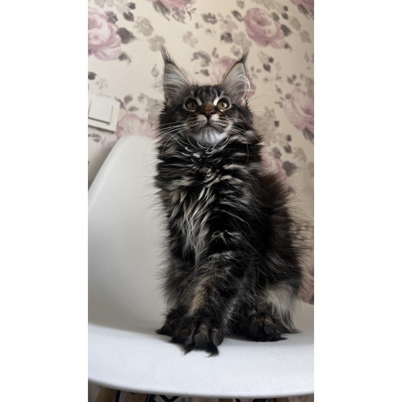 Maine Coon NOV Sebastian