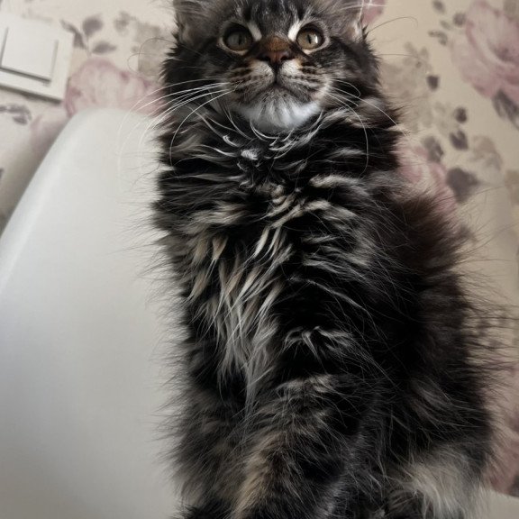 Maine Coon NOV Sebastian