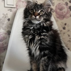 Maine Coon NOV Sebastian
