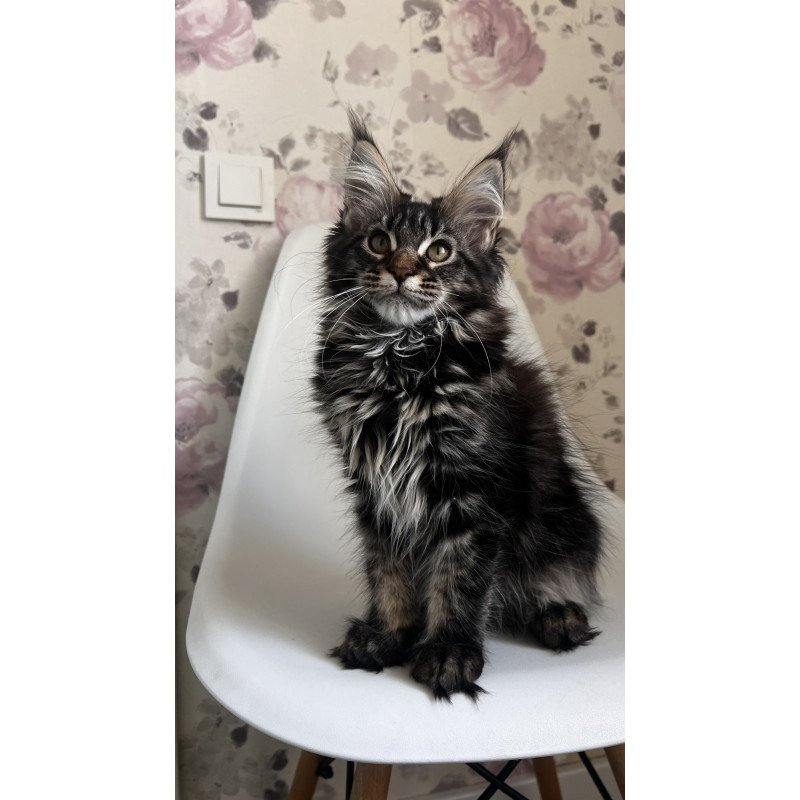 Maine Coon NOV Sebastian