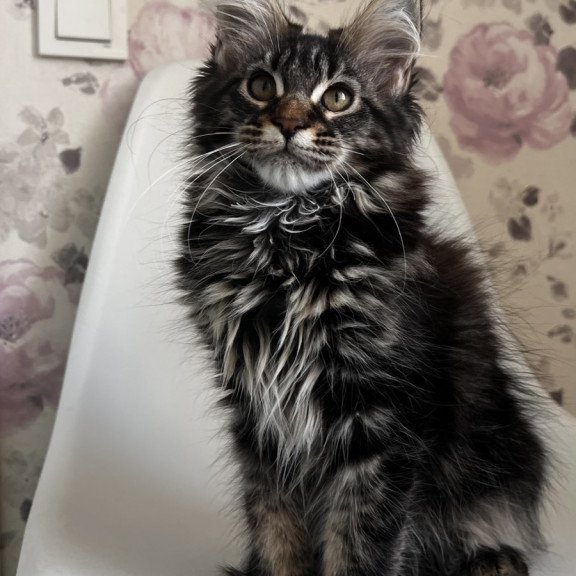 Maine Coon NOV Sebastian