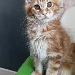 Maine Coon NOV Sparky