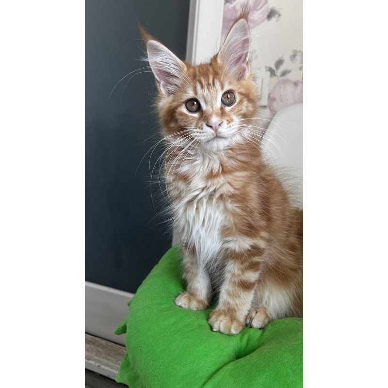 Maine Coon NOV Sparky