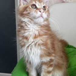 Maine Coon NOV Sparky