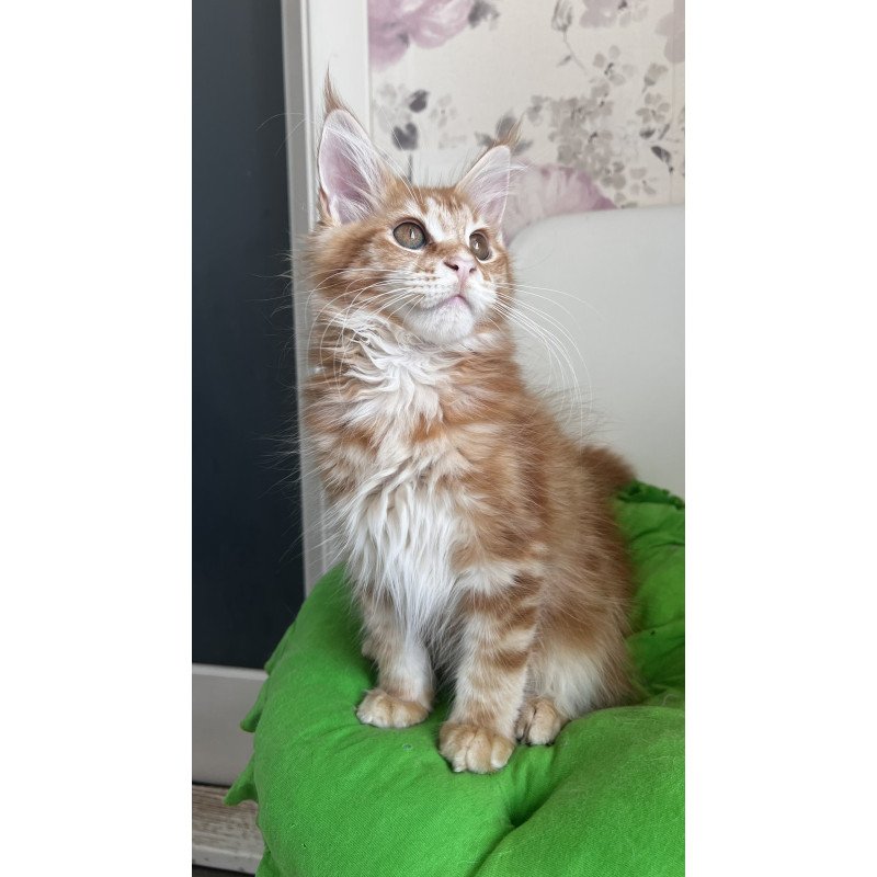 Maine Coon NOV Sparky