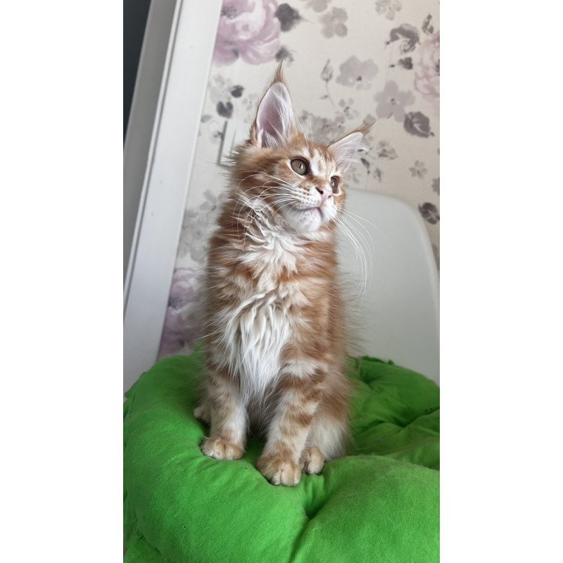Maine Coon NOV Sparky