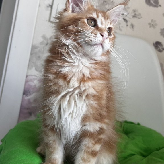 Maine Coon NOV Sparky