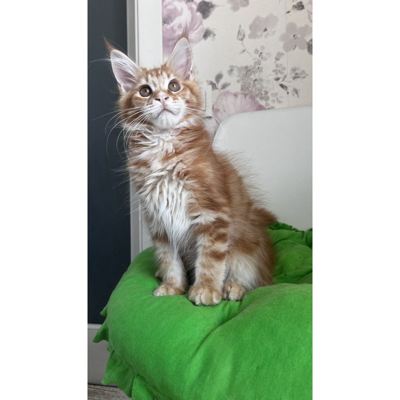 Maine Coon NOV Sparky