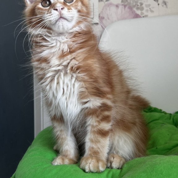Maine Coon NOV Sparky