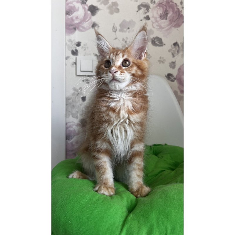 Maine Coon NOV Sparky