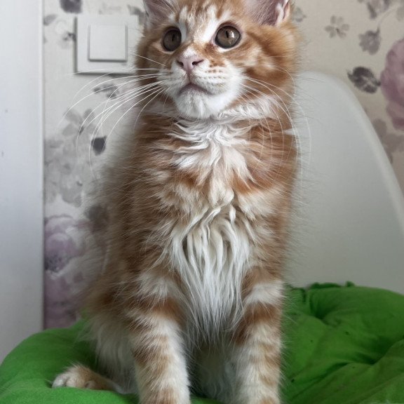 Maine Coon NOV Sparky